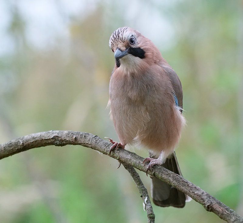 сойка Я чего? Я ничего...photo preview