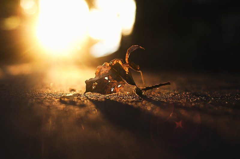 Асфальт, Листья, Осень ***photo preview