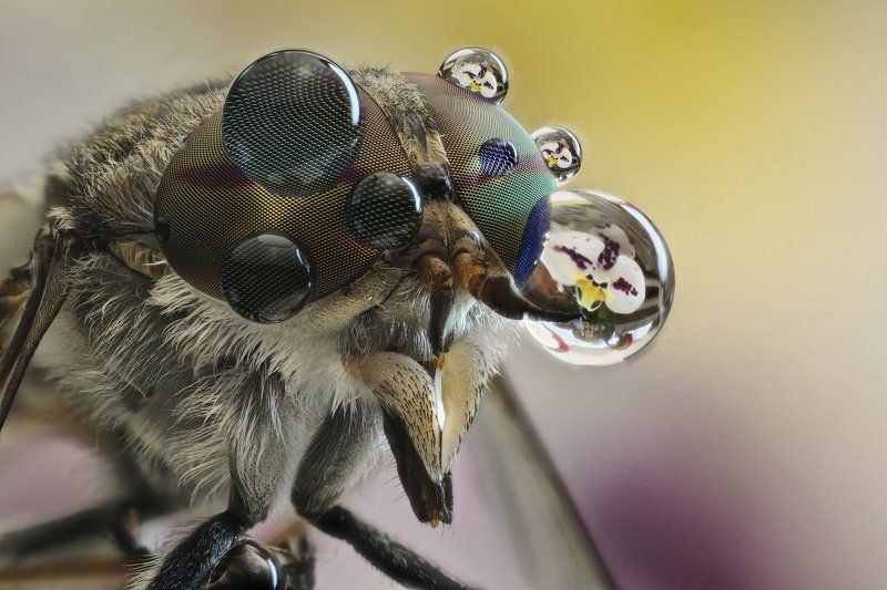 Вода, Капли, Макро, Овод, Слепень Насекомоеphoto preview