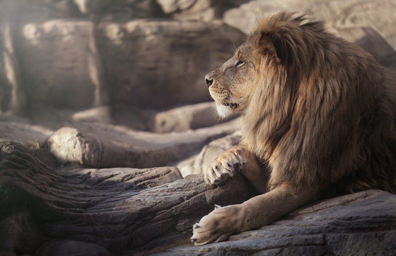 Лев Kingphoto preview