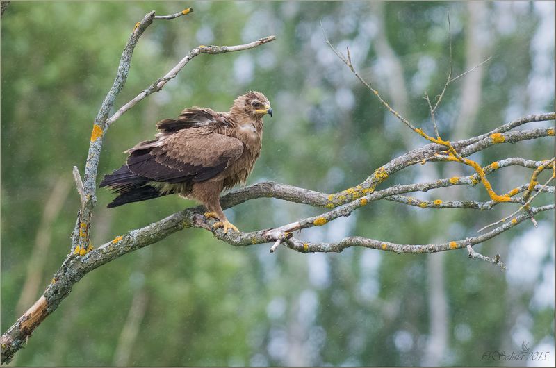 птицы, природа, хищник. подорлик, малый подорлик, Aquila pomarina, лето, июль, 2015, подмосковье, лотошинский р-он Непогодаphoto preview