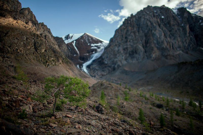 altai, altay, landscape, nature, siberia, sky, travel, алтай, лес, непогода, пейзаж, погода, природа, дерево, сибирь, тучи Жило-было деревцеphoto preview