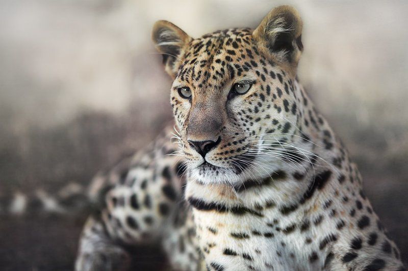 Животные, Кошки, Леопард, Портрет Леоphoto preview