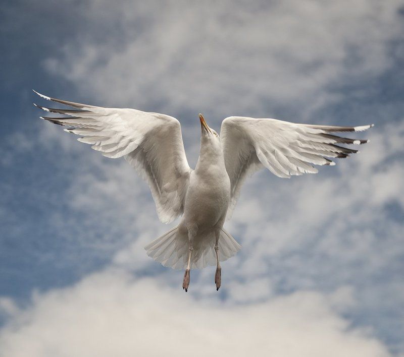 Animal, Animals, Bird, Birds, Nature, Sea, Seagul Saturday Night Fever dance scenephoto preview