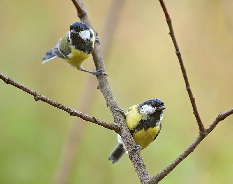 В дозоре...photo preview