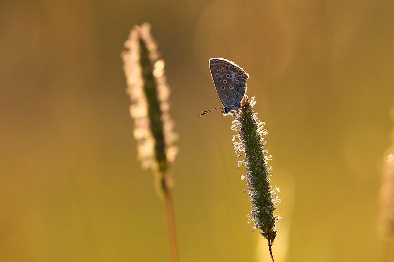 Королева колосковphoto preview