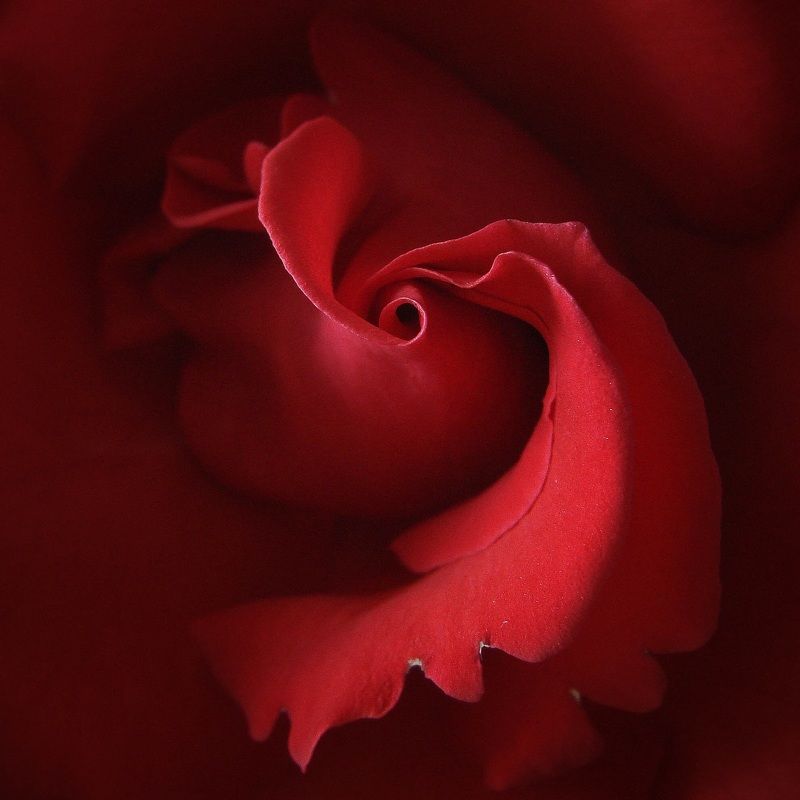 Метаморфозы розыphoto preview