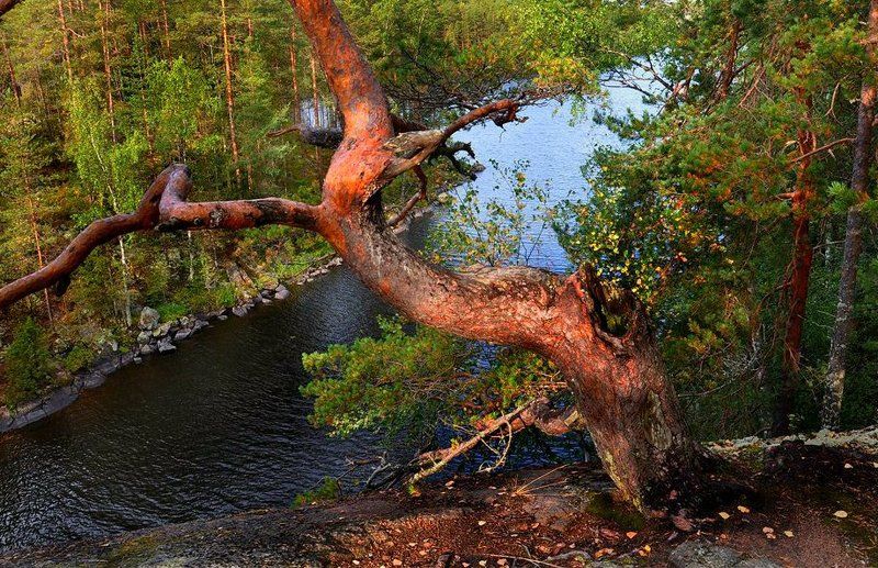 Реповесиphoto preview