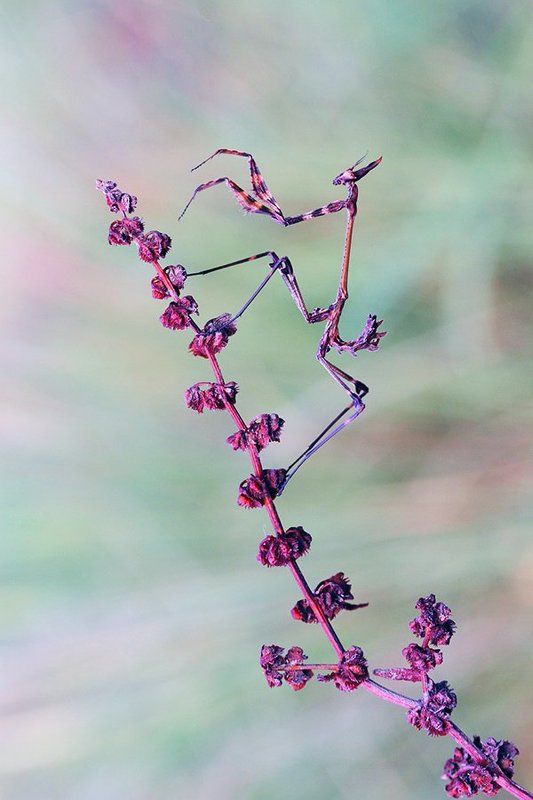 macro empusa fasciataphoto preview