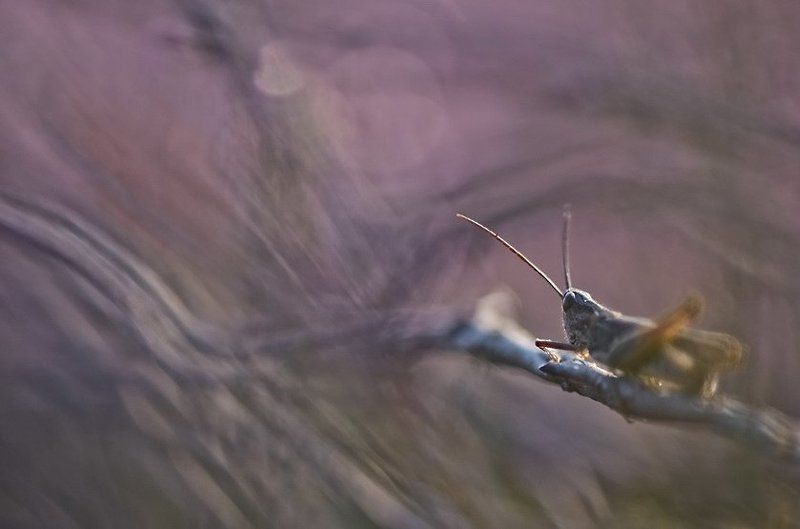 Ветка, Кузнечик, Насекомые, Утро Приключения кузнечикаphoto preview