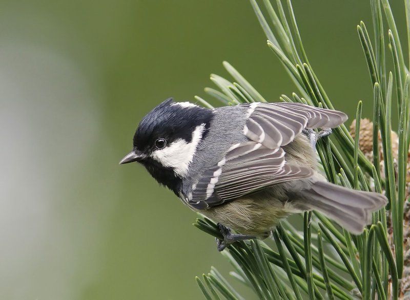 Московочка.photo preview