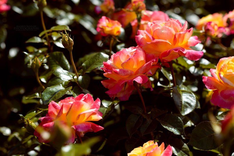 Anniversary, background, beauty,, Flowers, Macro, Nature, Plants, Rose Rosesphoto preview