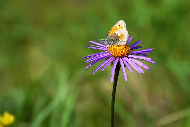 лето , цветок, бабочка  за работой photo preview