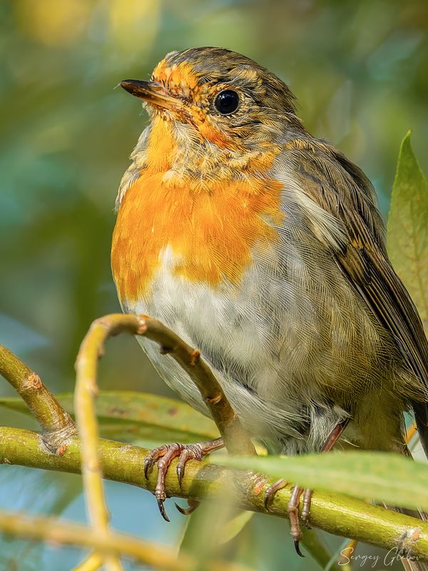зарянка, малиновка, птицы, пернатые Молодая зарянка (малиновка)photo preview