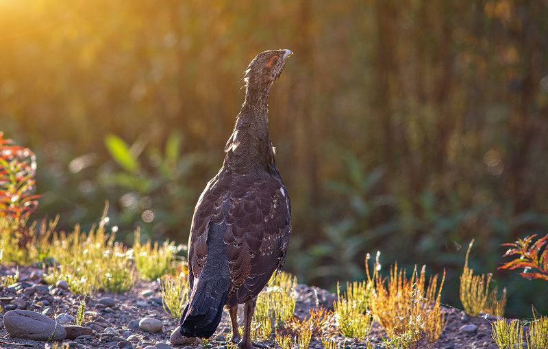 печора,коми,глухарь,птицы,север Молодой глухарьphoto preview