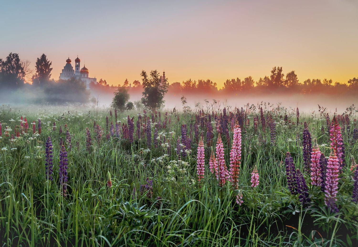 Люпиновый рай летом.... Автор: Бирюков Вячеслав новый иерусалим.истра., Бирюков Вячеслав