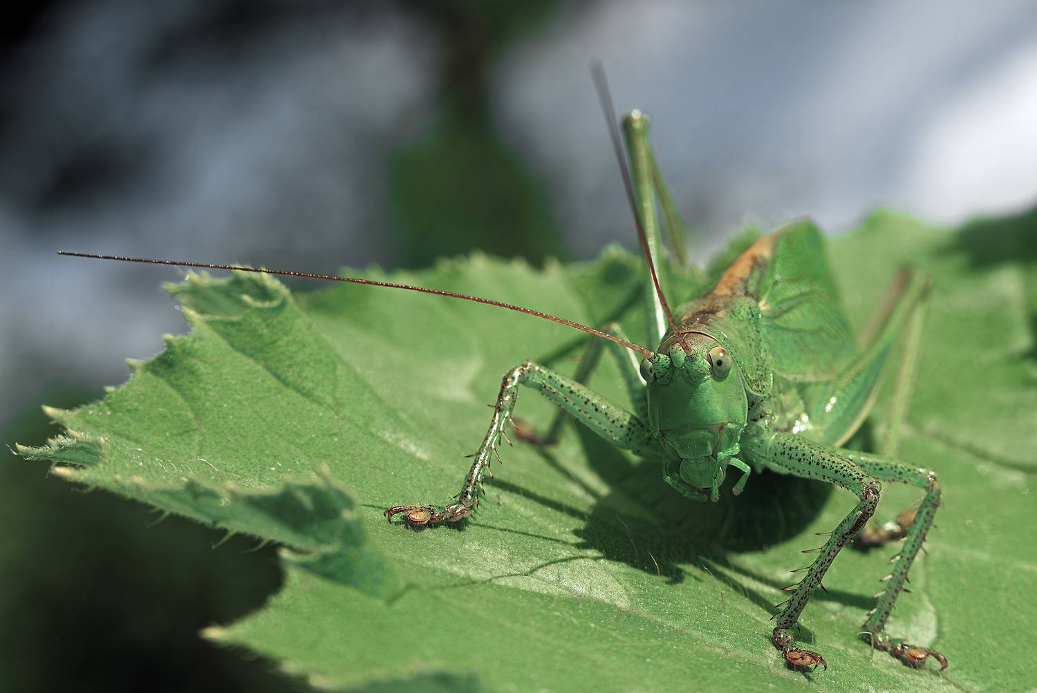 .... Автор: Andrey Rut , Andrey Rut