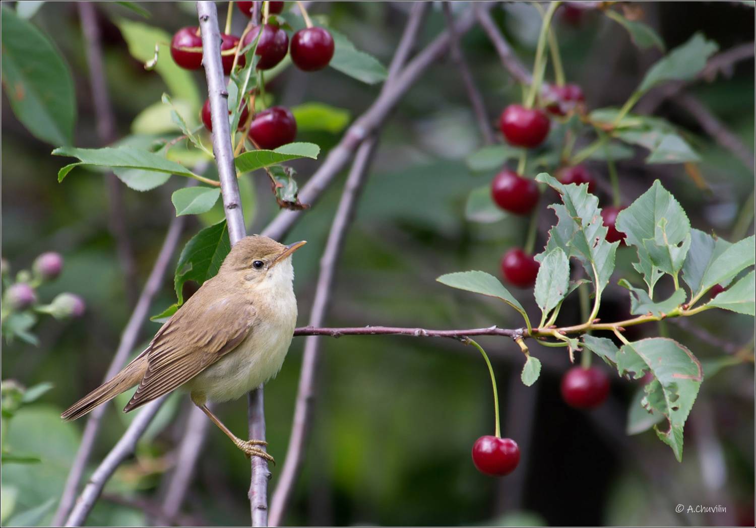 Виды на урожай ). Автор: Александр Чувилин птица,славка,вишня,виды,на,урожай, Александр Чувилин