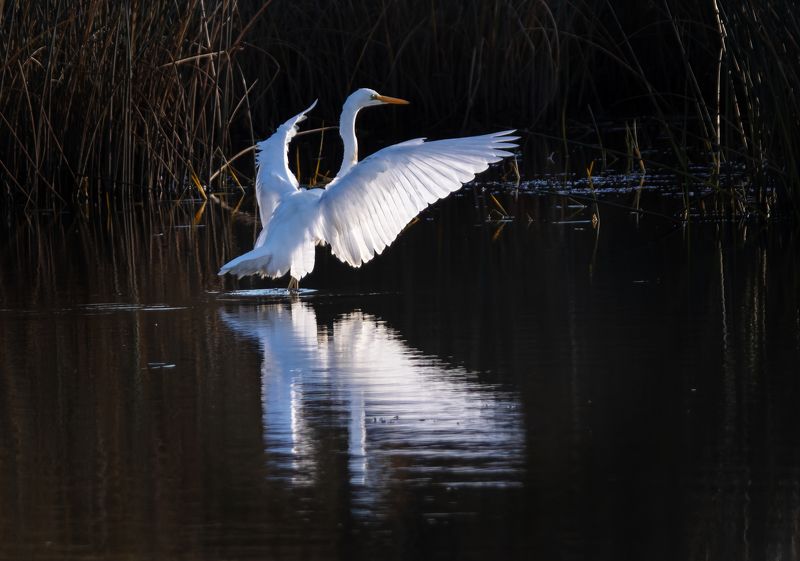 цапля озеро отражение вечер \
