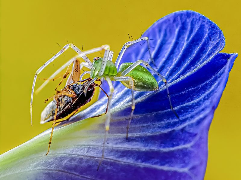 Green lynx spider catching it\'s prey photo preview