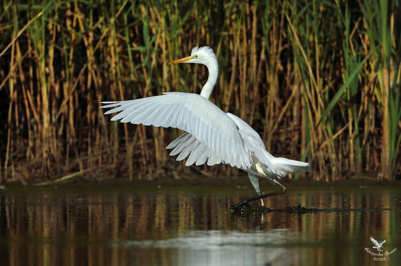 Бежать, бежать в тёплые края.photo preview