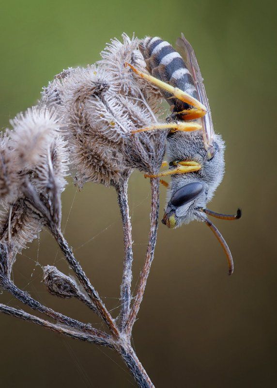 Пчелаphoto preview