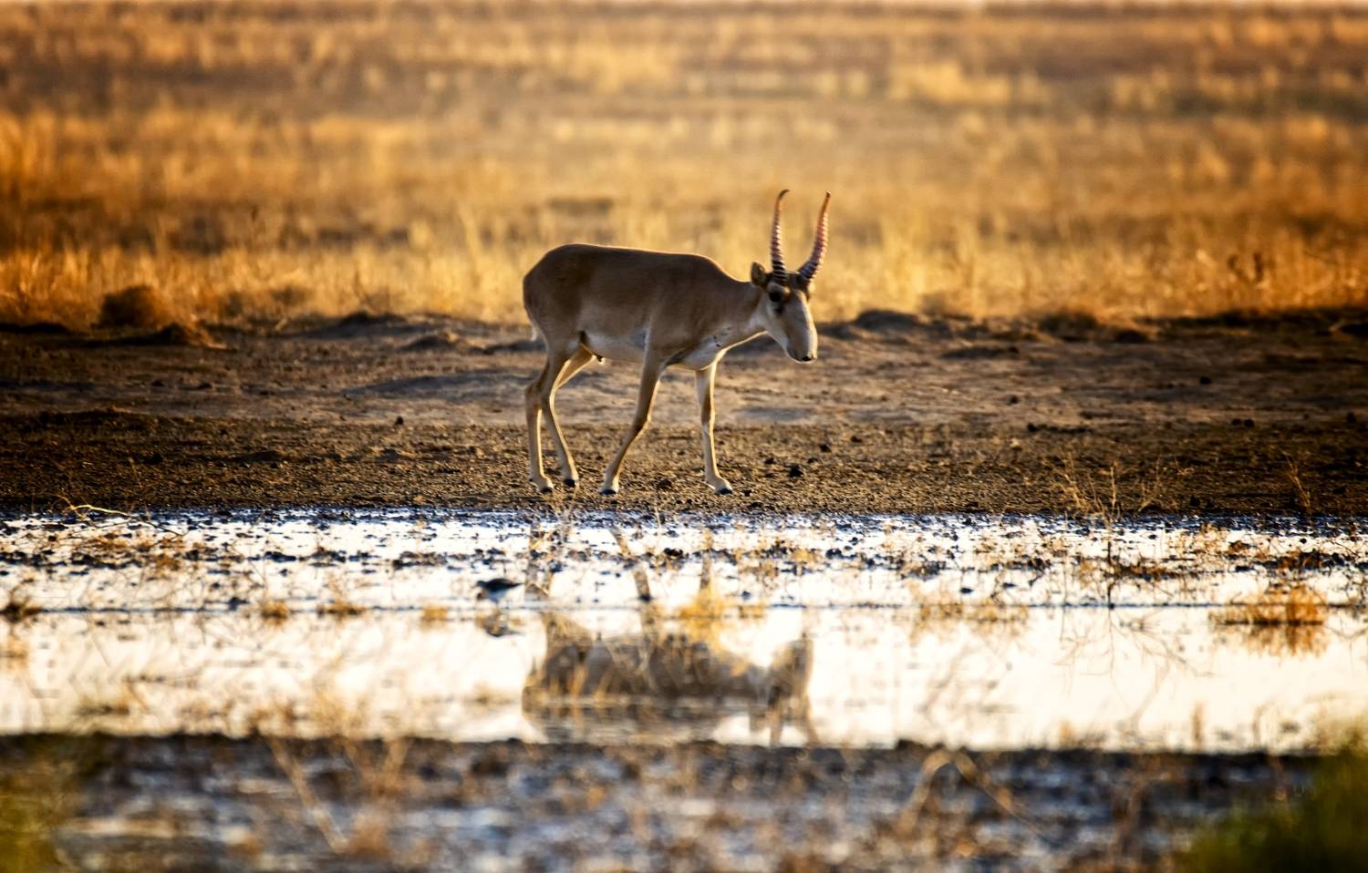 сайгак, степь,утро, Анатолий Салтыков