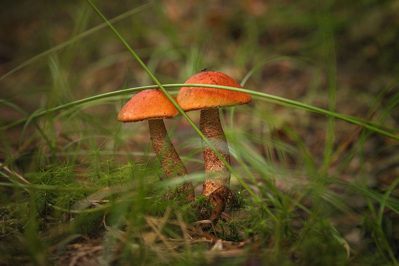 Карсные прекрасныеphoto preview