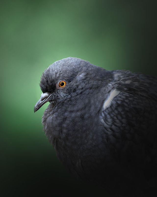 голубь, портрет, птицы портреты гульphoto preview