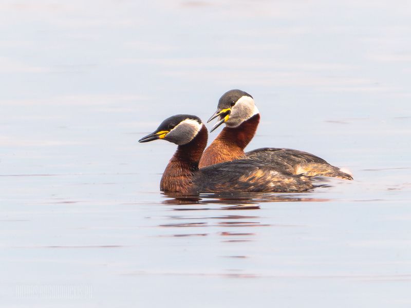 podiceps, grisegena, птицы, серощёкая, поганка, birds, red-necked, grebe Podiceps grisegenaphoto preview