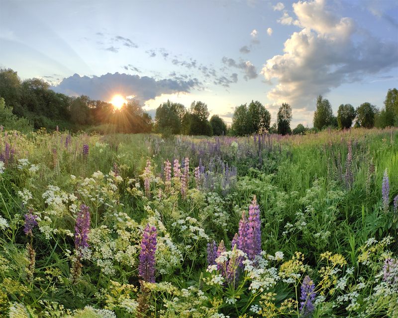 Цветы на закатеphoto preview