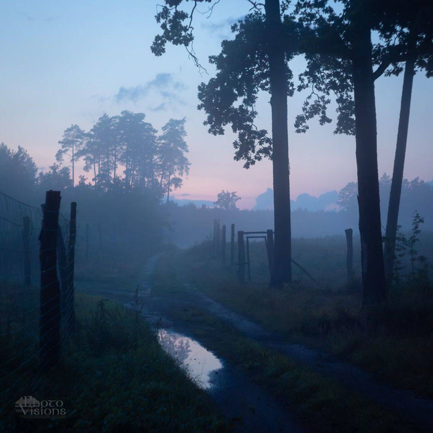 The Mood of The Evening. Автор: Photo Visions woods,forest,woodland,evening,blue hour,trees,landscape,nature,, Photo Visions
