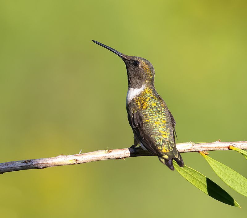 колибри,ruby-throated hummingbird, hummingbird Ruby-throated Hummingbird - Рубиновогорлый Колибриphoto preview