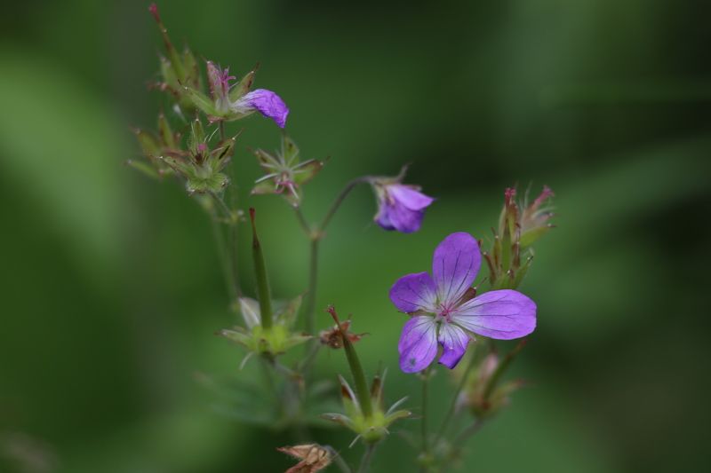 цветы герань  гераньphoto preview