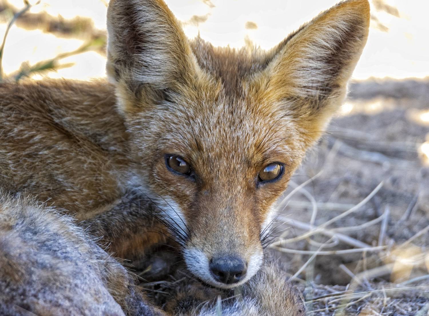 Степной Лис.. Автор: Анатолий Салтыков лис, степь., Анатолий Салтыков