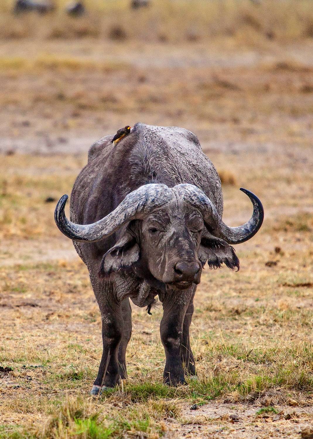 Kenya Safari, Lilia Tkachenko