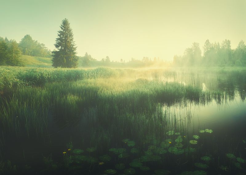 Туман и солнце. Рассвет.photo preview