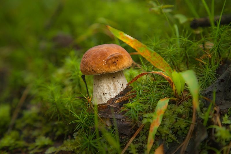 Малыш — крепышphoto preview