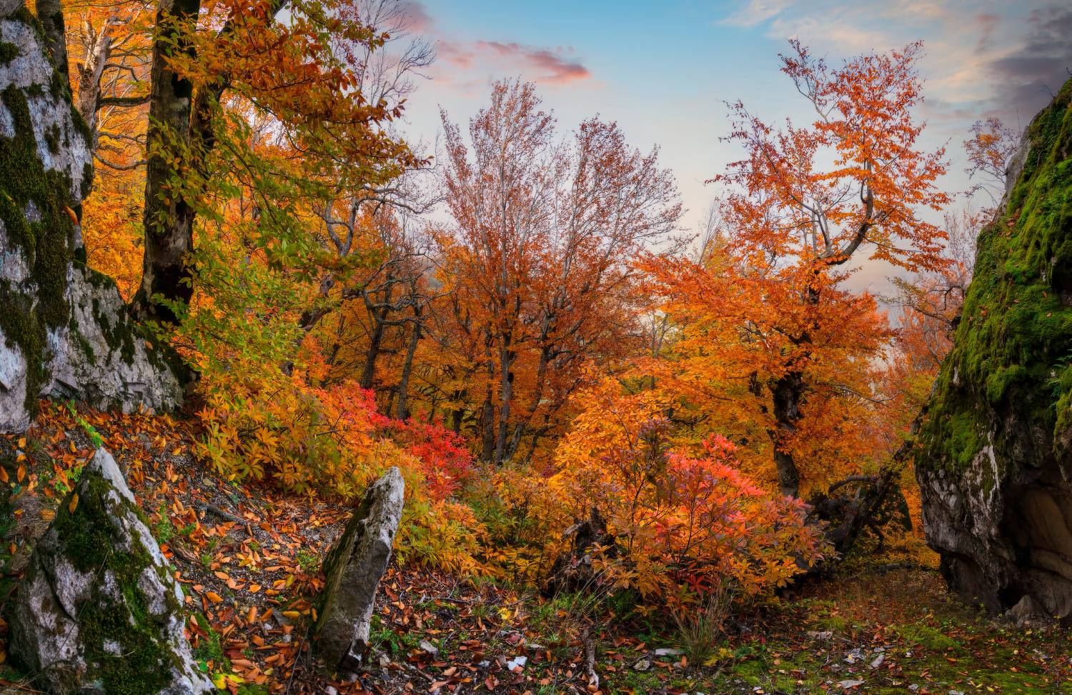 Горная осень с буками и рододендронами. Автор: Елена Брежицкая осень,бештау,пейзаж,гора,кмв, Елена Брежицкая