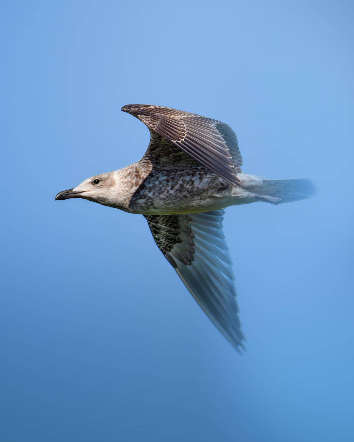 Чайка, Август 2023. Автор: Митин Дмитрий , Митин Дмитрий