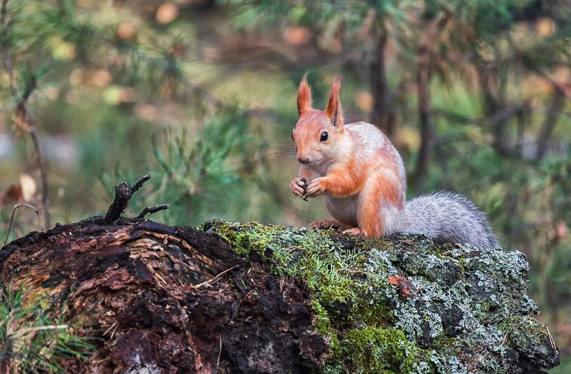белка, лес лесные обитателиphoto preview
