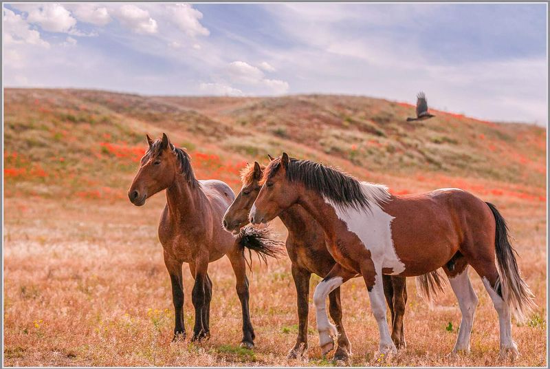 у села  камышово В Астраханских прерияхphoto preview