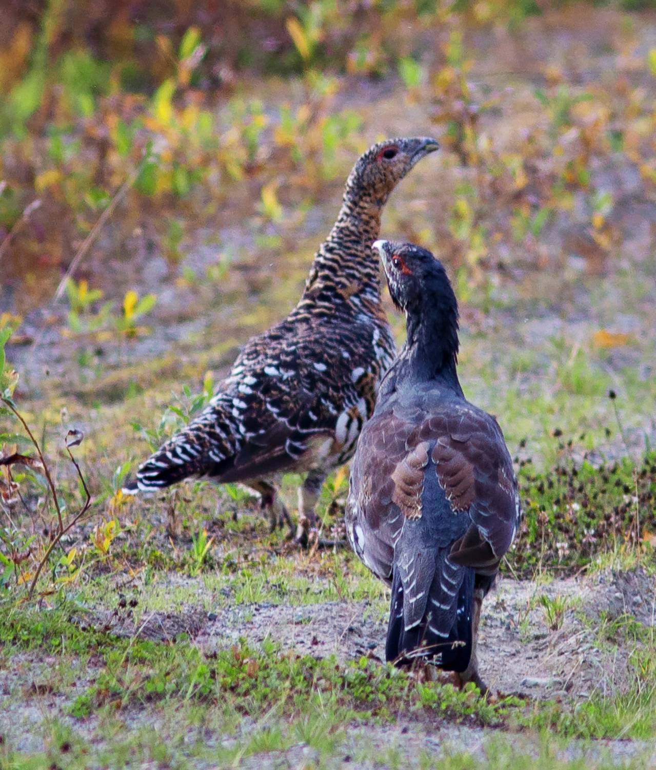 Глухарь и капалуха. Автор: Триер Игорь печора,коми,глухарь,птицы,север,глухарка,капалуха,осень, Триер Игорь