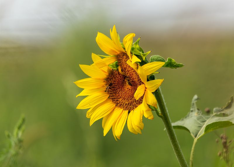 Про цветение фото превью