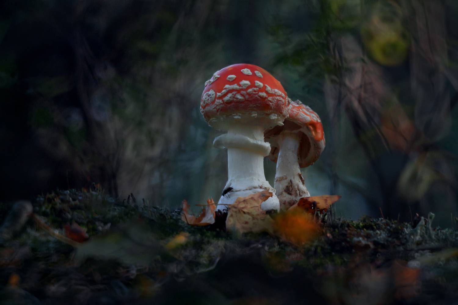 Осень. Автор: Алёна Сурнина осень, природа, грибы, мухоморы, лес, Алёна Сурнина
