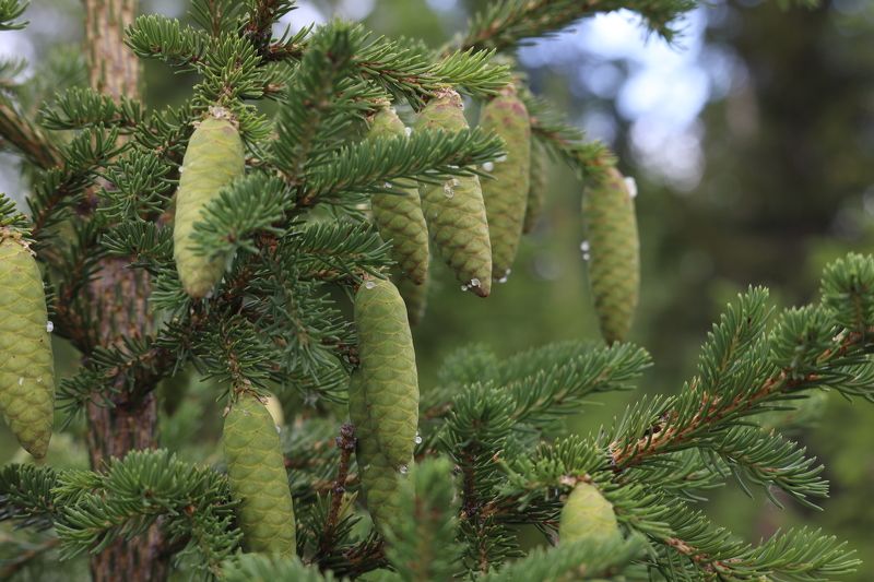 природа шишки Сосновые шишкиphoto preview