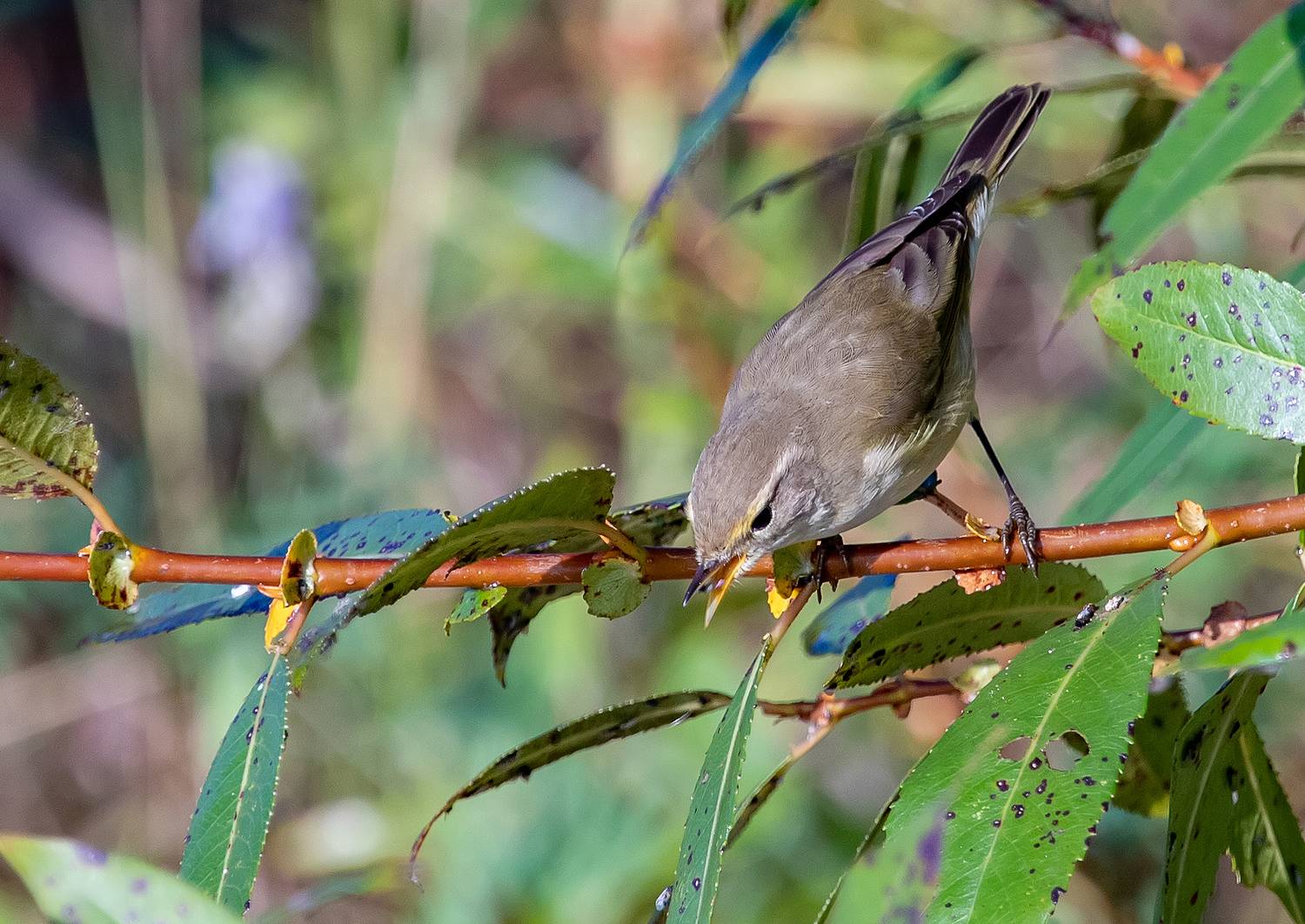 пеночка, птицы, утро, кустарник, Широких Александр