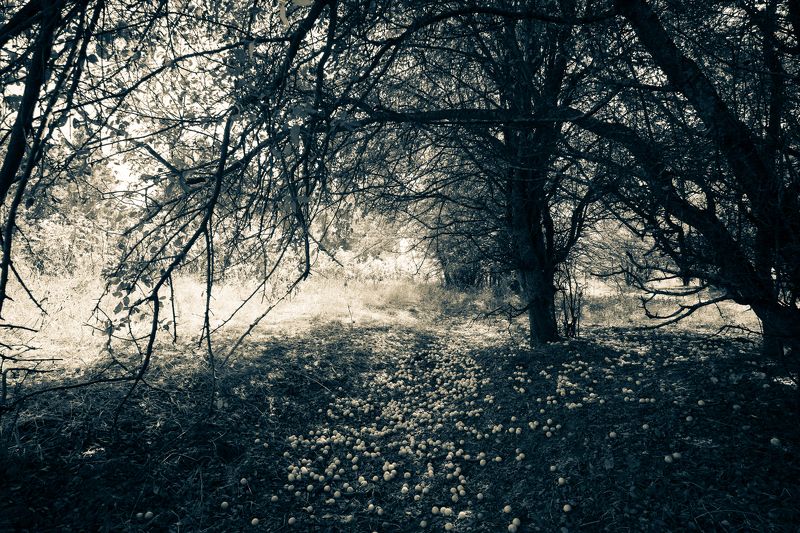 Алычаphoto preview