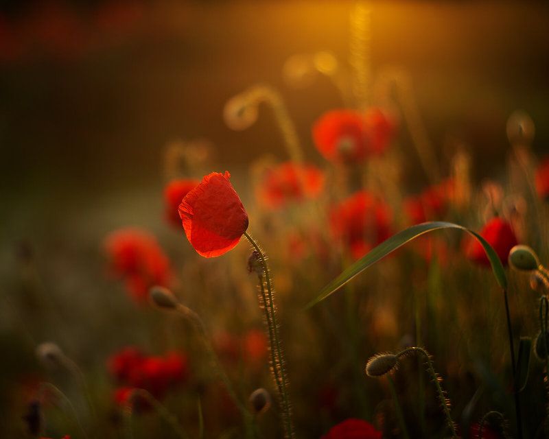 мак На закатеphoto preview