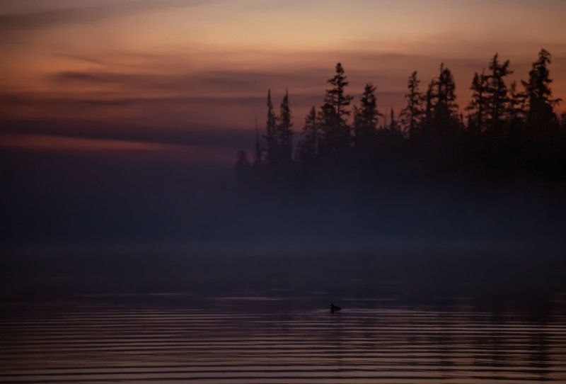 Утро в лесуphoto preview